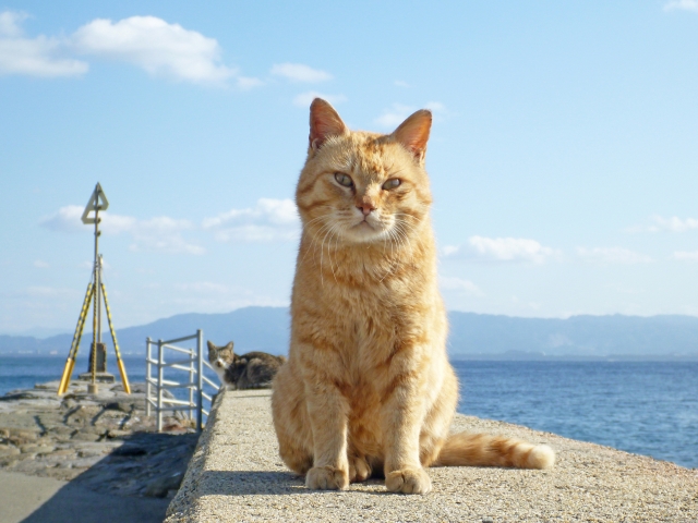 お魚くわえたドラネコ。追いかけて～