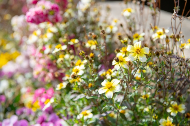 『世界に一つだけの花』、、の件